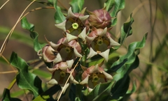 Pachycarpus dealbatus