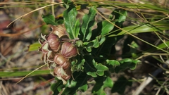 Pachycarpus dealbatus