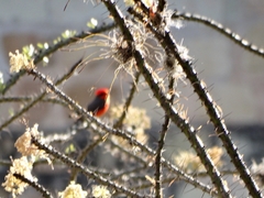 Pyrocephalus rubinus