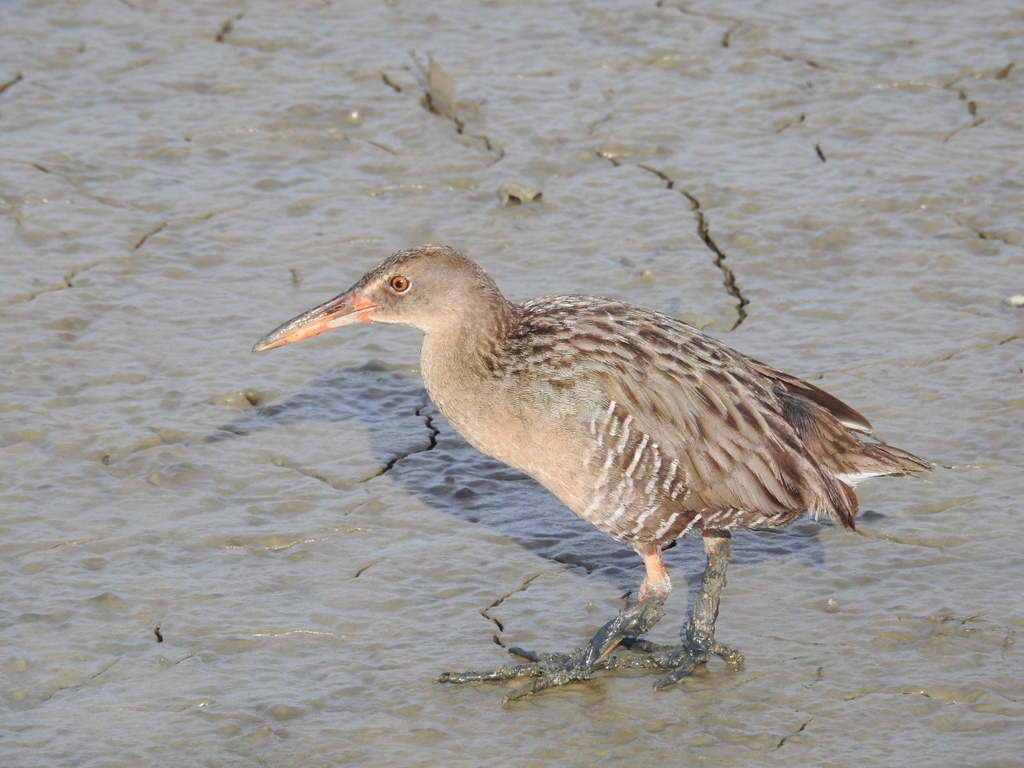 Clapper Rail