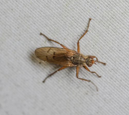 Unknown species found near Tuckahoe Village, Tuckahoe, VA 23238, USA