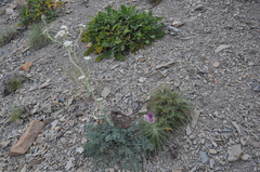 Ptilostemon echinocephalus