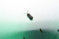 Dichomeris nonstrigella