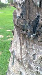 Polychrus acutirostris