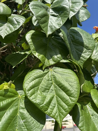 Hibiscus elatus