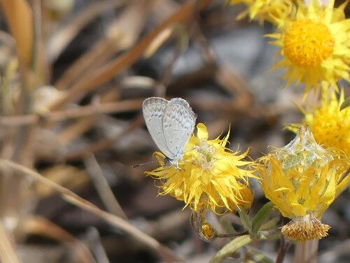 Common Grass Blue