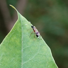 Goryphus basilaris