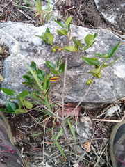 Peponidium