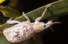 Elytrocallus lapeyrousei