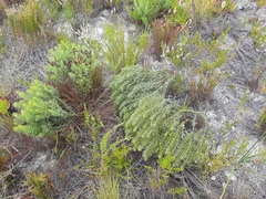 Cyclopia genistoides