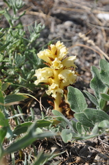 Orobanche kochii