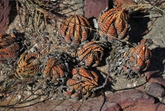 Haworthiopsis fasciata