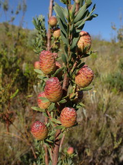 Leucadendron rourkei