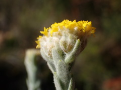 Athanasia pachycephala