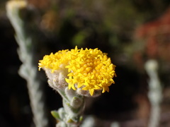 Athanasia pachycephala