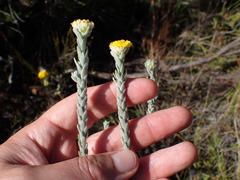 Athanasia pachycephala