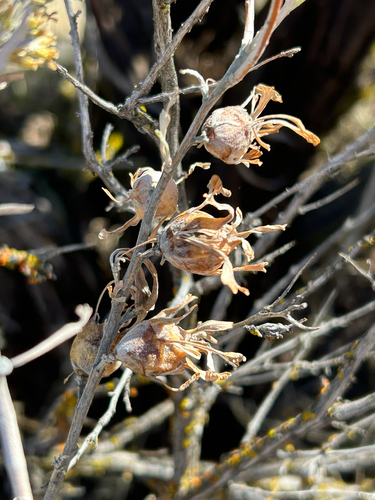 Unknown species found near US-12, Naches, WA, US