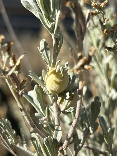 Unknown species found near US-12, Naches, WA, US