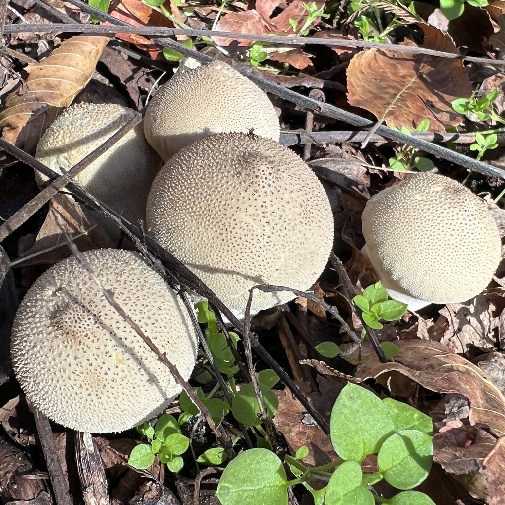 Lycoperdon perlatum · November 2025 · photo: © annegp (iNaturalist, cc0)