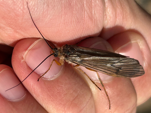 Dicosmoecus gilvipes photo 5