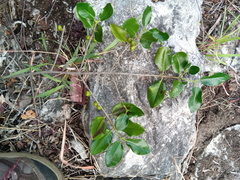 Peponidium
