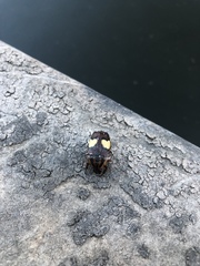 Pedinorrhina trivittata