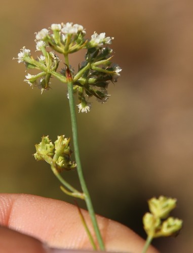 Itasina filifolia (Thunb.) Raf.