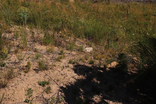 Image of Itasina filifolia by (c) Tony Rebelo, some rights reserved (CC BY-SA)