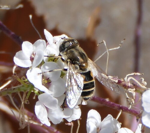 Unknown species found near The Morton Arboretum, 4100 IL-53, Lisle, IL 60532, USA