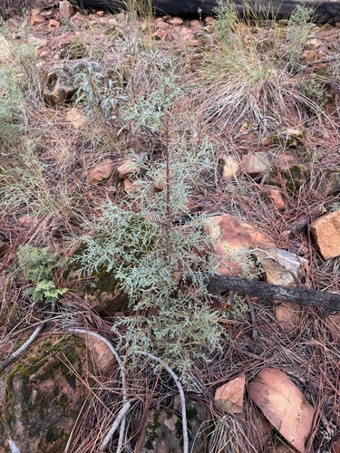 baker's cypress (Hesperocyparis bakeri)