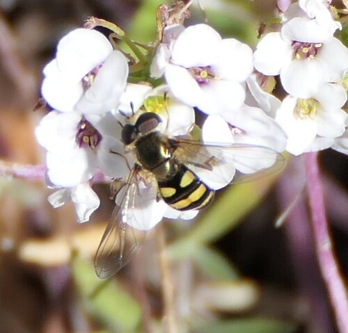 Unknown species found near The Morton Arboretum, 4100 IL-53, Lisle, IL 60532, USA