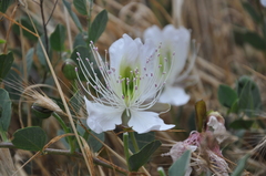 Capparis spinosa herbacea