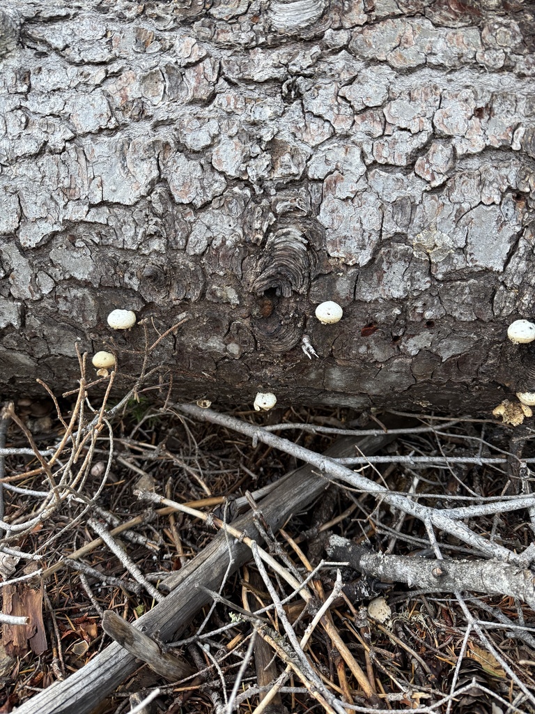 Cryptoporus volvatus · November 2025 · photo: © thehyphaemovement (iNaturalist, cc-by-nc)