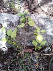 Peponidium