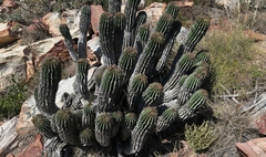 Euphorbia polygona