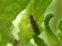 Engytatus modestus