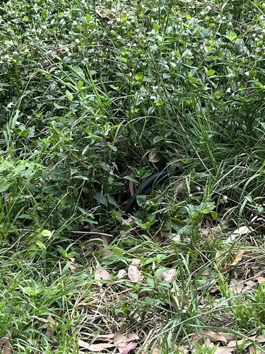 Red-bellied Black Snake sighting