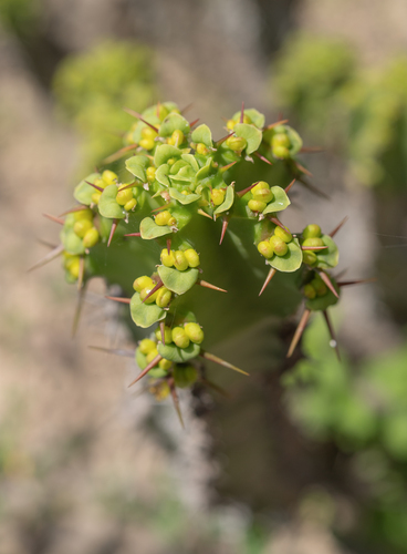 Euphorbia momccoyae