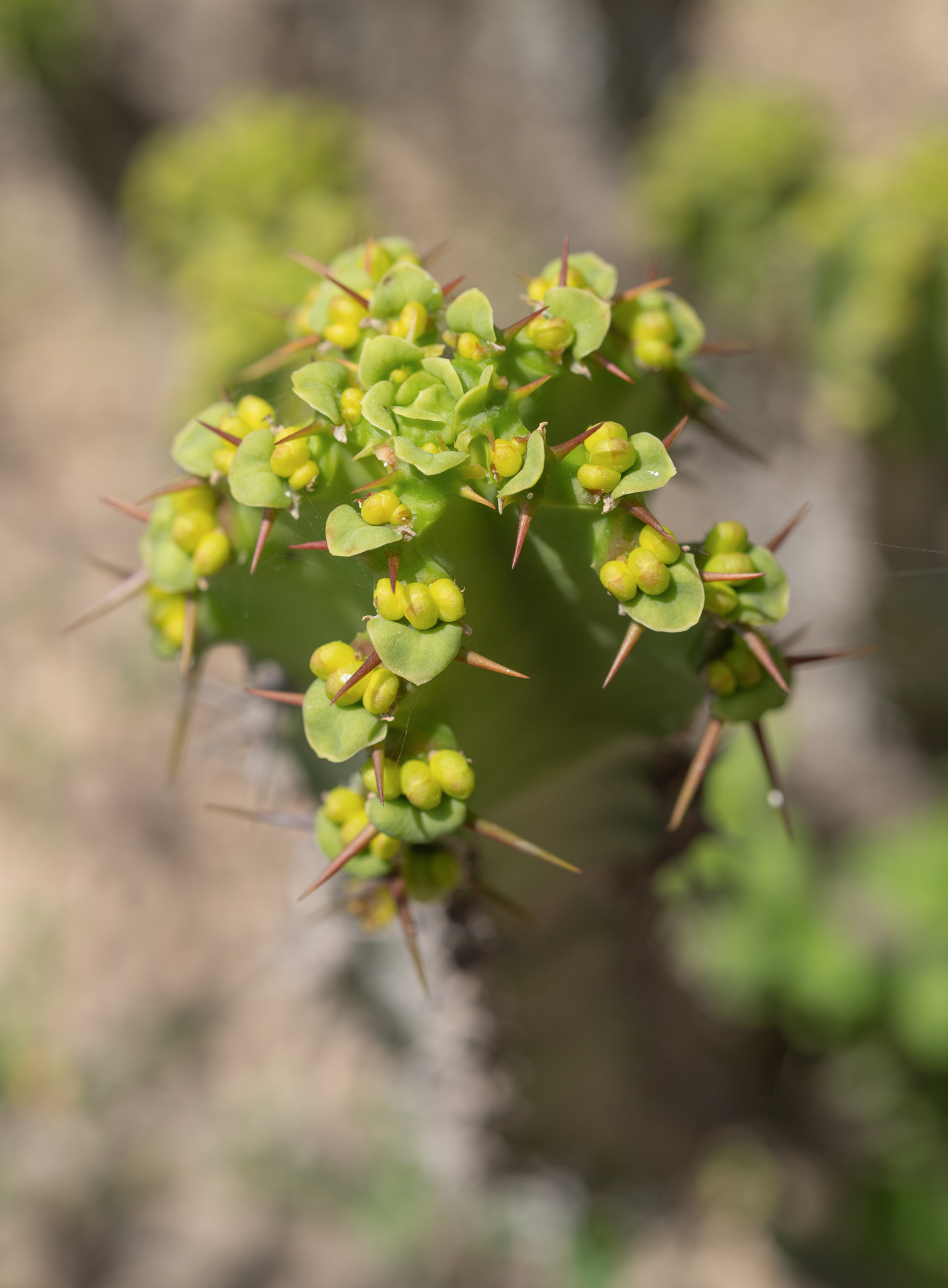 Euphorbia momccoyae
