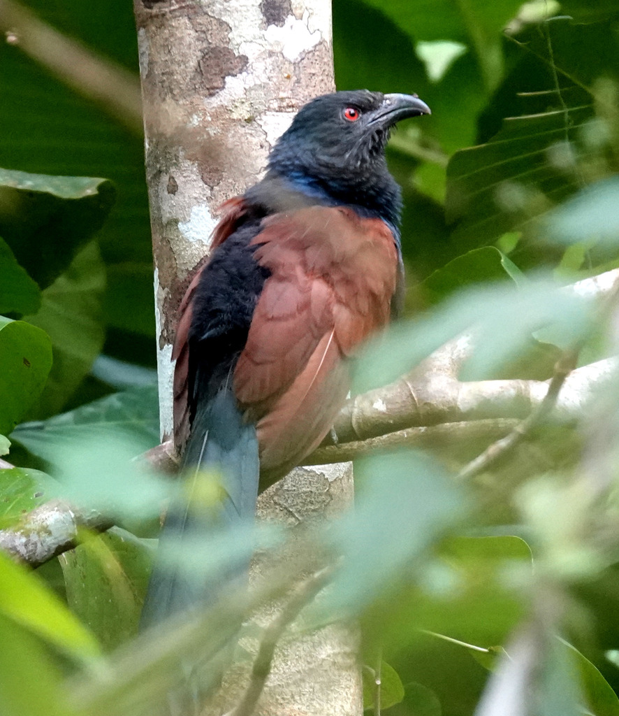 Greater Coucal from Kudawa village, Ratnapura, Sri Lanka on October 9 ...