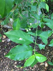 Chiococca alba