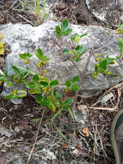 Peponidium