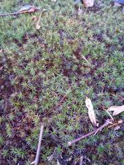 Atrichum altecristatum