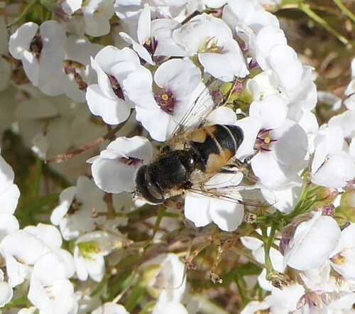 Unknown species found near The Morton Arboretum, 4100 IL-53, Lisle, IL 60532, USA