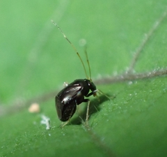Halticini