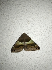 Poaphilini