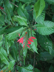 Warszewiczia coccinea