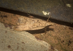 Dichomeris dryinodes