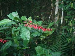 Warszewiczia coccinea