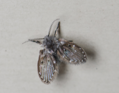 Unknown species found near Tuckahoe Village, Tuckahoe, VA 23238, USA